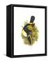 Cuvier's Toucan-John Gould-Framed Stretched Canvas