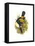 Cuvier's Toucan-John Gould-Framed Stretched Canvas