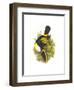 Cuvier's Toucan-John Gould-Framed Premium Giclee Print