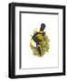 Cuvier's Toucan-John Gould-Framed Premium Giclee Print