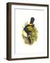 Cuvier's Toucan-John Gould-Framed Art Print