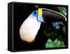 Cuviers Toucan, Amazon, Ecuador-Pete Oxford-Framed Stretched Canvas