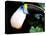 Cuviers Toucan, Amazon, Ecuador-Pete Oxford-Stretched Canvas