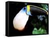 Cuviers Toucan, Amazon, Ecuador-Pete Oxford-Framed Stretched Canvas