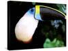Cuviers Toucan, Amazon, Ecuador-Pete Oxford-Stretched Canvas