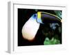 Cuviers Toucan, Amazon, Ecuador-Pete Oxford-Framed Photographic Print