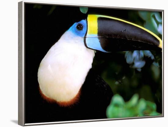 Cuviers Toucan, Amazon, Ecuador-Pete Oxford-Framed Photographic Print