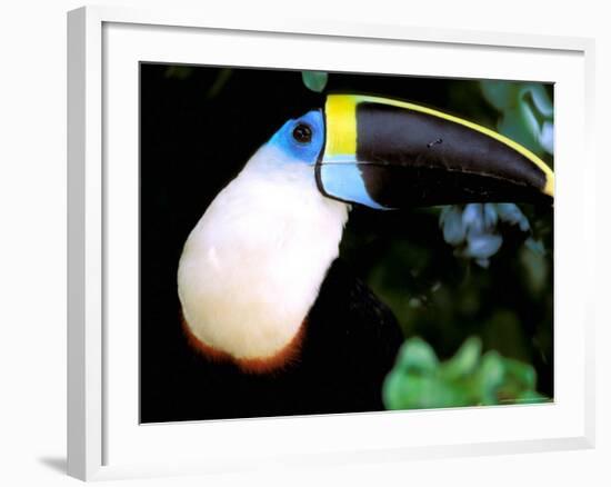 Cuviers Toucan, Amazon, Ecuador-Pete Oxford-Framed Photographic Print