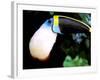 Cuviers Toucan, Amazon, Ecuador-Pete Oxford-Framed Photographic Print