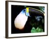 Cuviers Toucan, Amazon, Ecuador-Pete Oxford-Framed Photographic Print