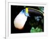 Cuviers Toucan, Amazon, Ecuador-Pete Oxford-Framed Photographic Print