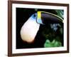 Cuviers Toucan, Amazon, Ecuador-Pete Oxford-Framed Photographic Print