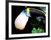 Cuviers Toucan, Amazon, Ecuador-Pete Oxford-Framed Photographic Print