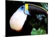 Cuviers Toucan, Amazon, Ecuador-Pete Oxford-Mounted Photographic Print