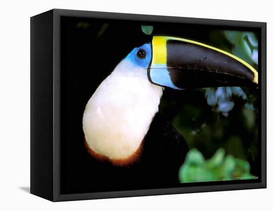 Cuviers Toucan, Amazon, Ecuador-Pete Oxford-Framed Stretched Canvas