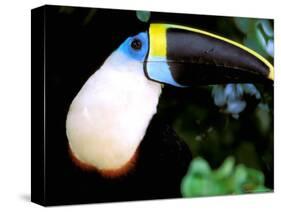 Cuviers Toucan, Amazon, Ecuador-Pete Oxford-Stretched Canvas