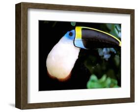 Cuviers Toucan, Amazon, Ecuador-Pete Oxford-Framed Photographic Print