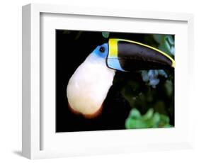 Cuviers Toucan, Amazon, Ecuador-Pete Oxford-Framed Photographic Print