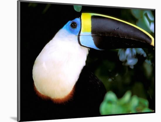Cuviers Toucan, Amazon, Ecuador-Pete Oxford-Mounted Photographic Print