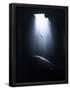 Essential Black