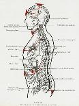 Chakras and Nervous System-CW Leadbeater-Stretched Canvas