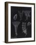 Cyanea Capillata: Lion's Mane Jellyfish-Philip Henry Gosse-Framed Giclee Print