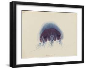 Cyanea Capillata: Lion's Mane Jellyfish-Philip Henry Gosse-Framed Giclee Print