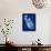 Cyanotype Fern-Dan Zamudio-Art Print displayed on a wall