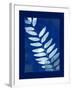 Cyanotype Fern-Dan Zamudio-Framed Art Print