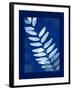 Cyanotype Fern-Dan Zamudio-Framed Art Print