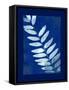 Cyanotype Fern-Dan Zamudio-Framed Stretched Canvas