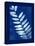 Cyanotype Fern-Dan Zamudio-Stretched Canvas