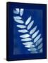 Cyanotype Fern-Dan Zamudio-Framed Stretched Canvas