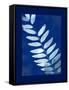 Cyanotype Fern-Dan Zamudio-Framed Stretched Canvas