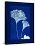 Cyanotype Ginko-Dan Zamudio-Framed Stretched Canvas