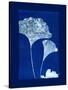 Cyanotype Ginko-Dan Zamudio-Stretched Canvas