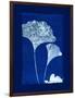 Cyanotype Ginko-Dan Zamudio-Framed Art Print