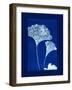 Cyanotype Ginko-Dan Zamudio-Framed Art Print