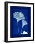 Cyanotype Ginko-Dan Zamudio-Framed Art Print