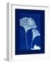 Cyanotype Ginko-Dan Zamudio-Framed Art Print