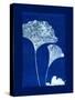 Cyanotype Ginko-Dan Zamudio-Stretched Canvas