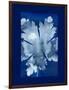 Cyanotype Leaf-Dan Zamudio-Framed Art Print