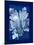 Cyanotype Leaf-Dan Zamudio-Mounted Art Print