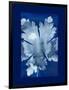 Cyanotype Leaf-Dan Zamudio-Framed Art Print