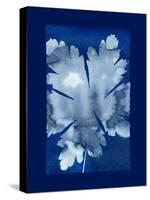 Cyanotype Leaf-Dan Zamudio-Stretched Canvas