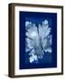 Cyanotype Leaf-Dan Zamudio-Framed Art Print