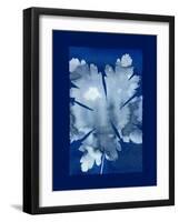 Cyanotype Leaf-Dan Zamudio-Framed Art Print