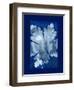 Cyanotype Leaf-Dan Zamudio-Framed Art Print