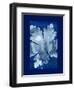 Cyanotype Leaf-Dan Zamudio-Framed Art Print