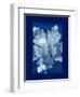 Cyanotype Leaf-Dan Zamudio-Framed Art Print